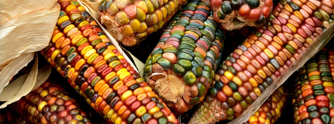 Corn