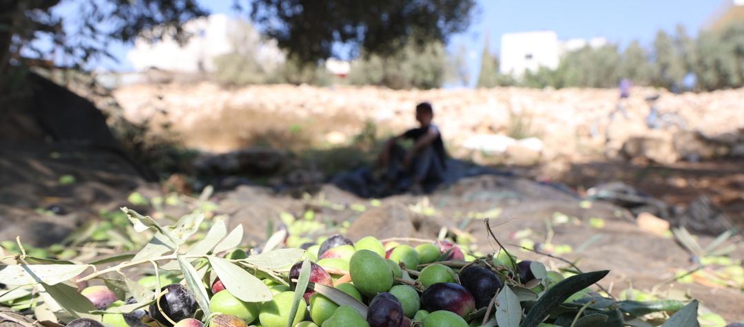 Olivenhøst 